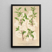 Prunus sinensis japonica - Charles Antoine Lemaire — framed artwork on a wall