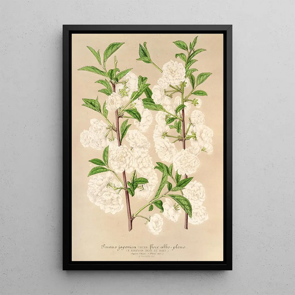 Prunus sinensis japonica - Charles Antoine Lemaire — framed artwork on a wall