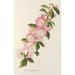 Prunus triloba - Charles Antoine Lemaire — artwork view