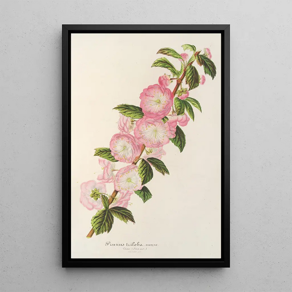 Prunus triloba - Charles Antoine Lemaire — framed artwork on a wall