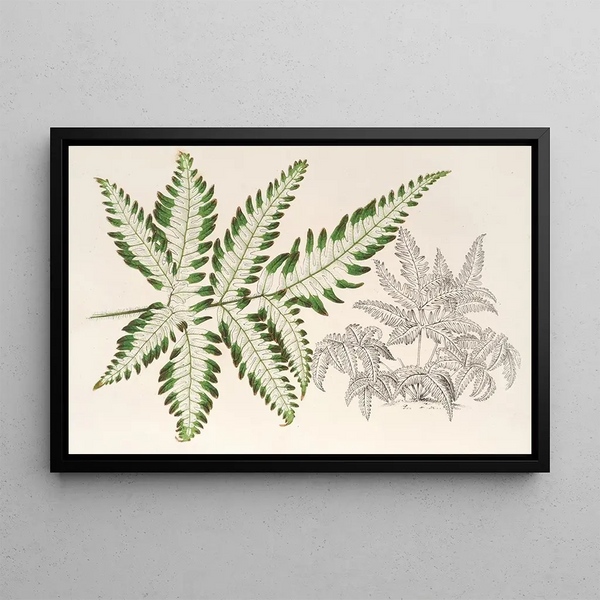 Pteris argyrea - Charles Antoine Lemaire — framed artwork on a wall