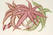 Pteris aspericaulis var. tricolor - Charles Antoine Lemaire — artwork view