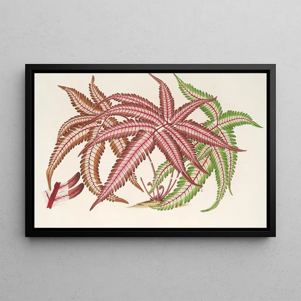 Pteris aspericaulis var. tricolor - Charles Antoine Lemaire — framed artwork on a wall