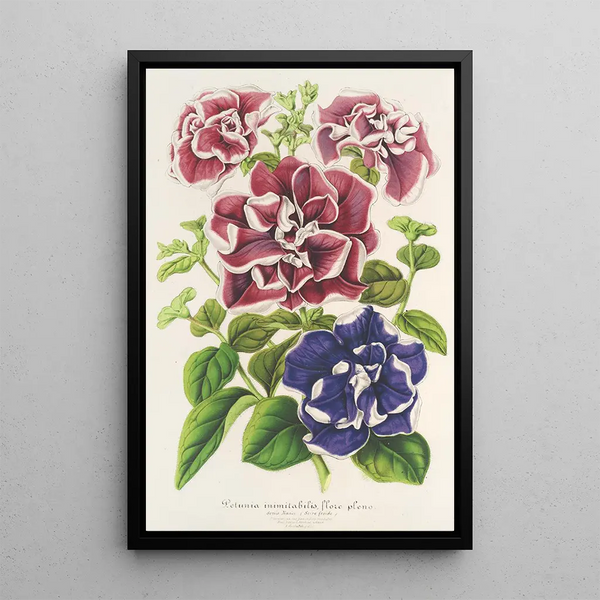Petunia inimitabilis hybride flore plein - Charles Antoine Lemaire — framed artwork on a wall