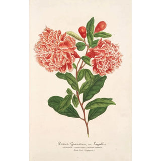 Punica granatum - Charles Antoine Lemaire — artwork view