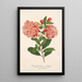 Punica granatum - Charles Antoine Lemaire — framed artwork on a wall