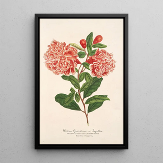Punica granatum - Charles Antoine Lemaire — framed artwork on a wall
