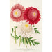Pyrethrum - Charles Antoine Lemaire — artwork view