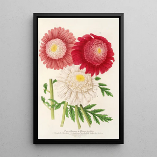 Pyrethrum - Charles Antoine Lemaire — framed artwork on a wall