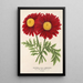 Reproduction of the painting Pyrethrum Souvenir de Vandervinnen - Charles Antoine Lemaire