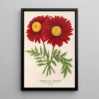 Reproduction of the painting Pyrethrum Souvenir de Vandervinnen - Charles Antoine Lemaire