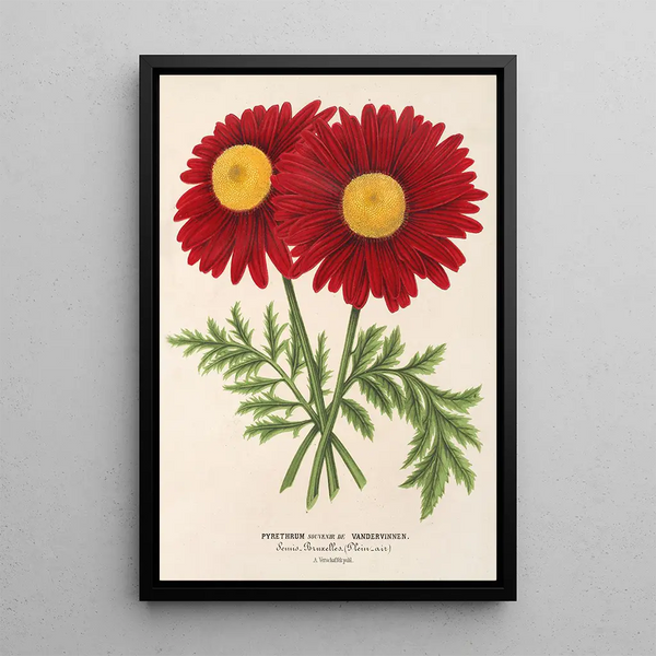 Reproduction of the painting Pyrethrum Souvenir de Vandervinnen - Charles Antoine Lemaire