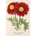 Reproduction of the painting Pyrethrum Souvenir de Vandervinnen - Charles Antoine Lemaire