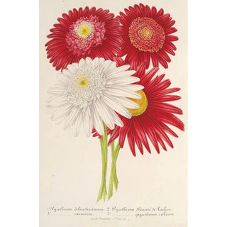 Pyrethrum roseum variétés jardiniques - Charles Antoine Lemaire — artwork view