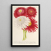 Pyrethrum roseum variétés jardiniques - Charles Antoine Lemaire — framed artwork on a wall
