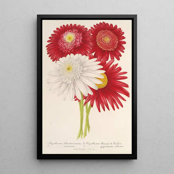Pyrethrum roseum variétés jardiniques - Charles Antoine Lemaire — framed artwork on a wall