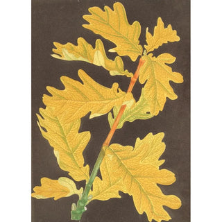 Reproduction of the painting Quercus robur var. Concordia - Charles Antoine Lemaire