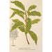 Quercus striata - Charles Antoine Lemaire — artwork view