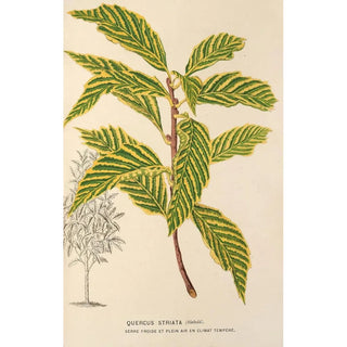 Quercus striata - Charles Antoine Lemaire — artwork view
