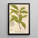 Quercus striata - Charles Antoine Lemaire — framed artwork on a wall