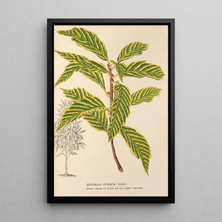 Quercus striata - Charles Antoine Lemaire — framed artwork on a wall
