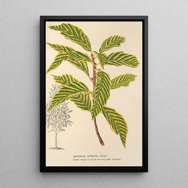 Quercus striata - Charles Antoine Lemaire — framed artwork on a wall