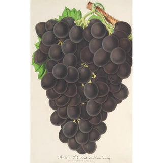 Raisin nouveau Muscat noir de Hambourg - Charles Antoine Lemaire — artwork view