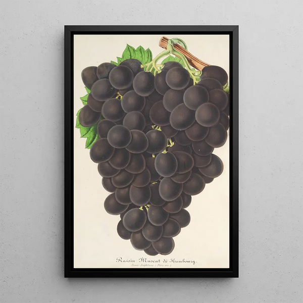 Raisin nouveau Muscat noir de Hambourg - Charles Antoine Lemaire — framed artwork on a wall