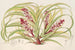 Reineckea carnea fol varieg - Charles Antoine Lemaire — artwork view