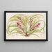 Reineckea carnea fol varieg - Charles Antoine Lemaire — framed artwork on a wall