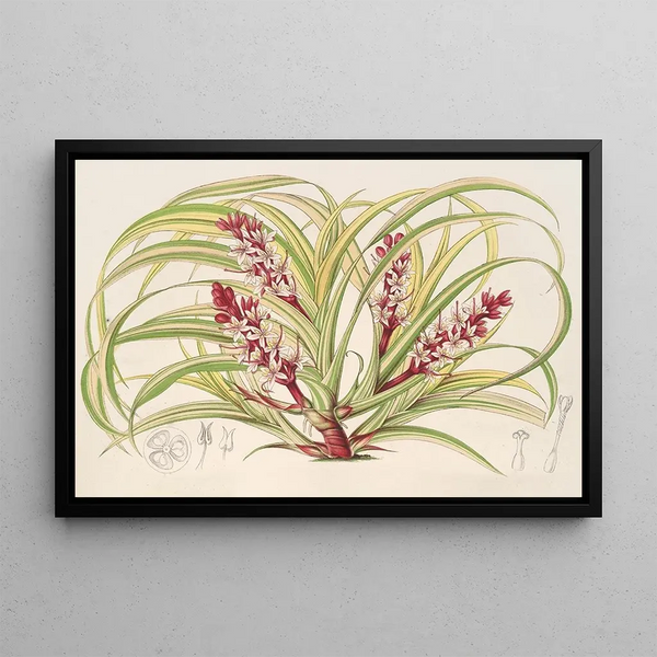 Reineckea carnea fol varieg - Charles Antoine Lemaire — framed artwork on a wall