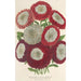 Queens Daisies new center white - Charles Antoine Lemaire — artwork view