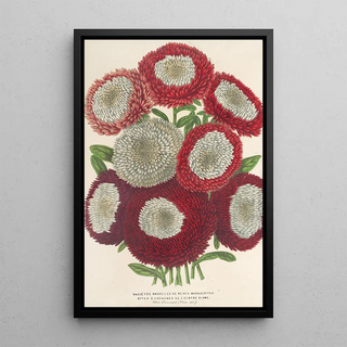Queens Daisies new center white - Charles Antoine Lemaire — framed artwork on a wall