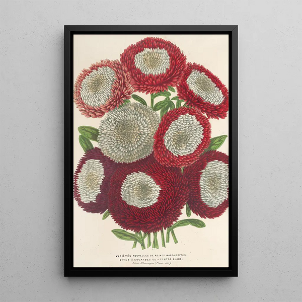Queens Daisies new center white - Charles Antoine Lemaire — framed artwork on a wall