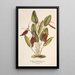 Reproduction of the painting Restrepia antennifera - Charles Antoine Lemaire