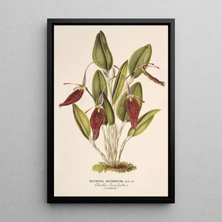 Reproduction of the painting Restrepia antennifera - Charles Antoine Lemaire
