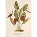 Reproduction of the painting Restrepia antennifera - Charles Antoine Lemaire