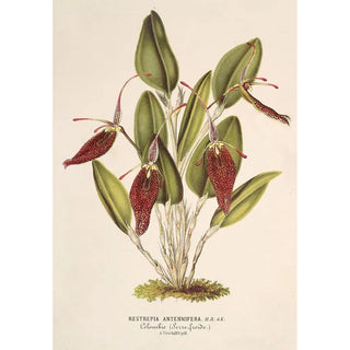 Reproduction of the painting Restrepia antennifera - Charles Antoine Lemaire