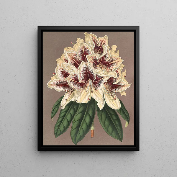 Rhododendron Archiduc Albert hybride - Charles Antoine Lemaire — framed artwork on a wall