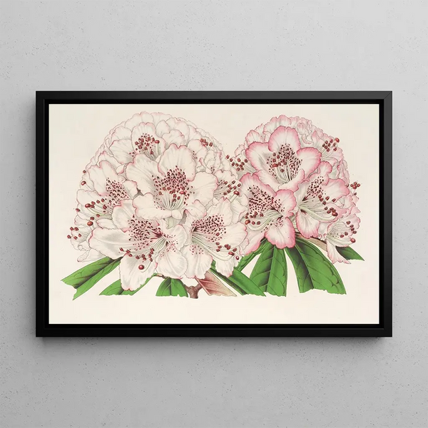 Rhododendron Bijou de Gand hybride - Charles Antoine Lemaire — framed artwork on a wall