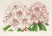 Rhododendron Bijou de Gand hybride - Charles Antoine Lemaire — artwork view