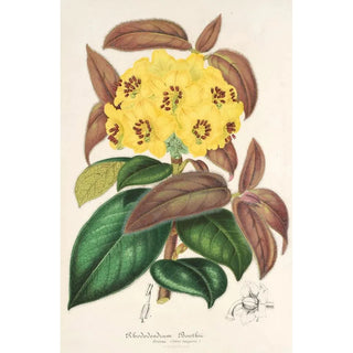 Rhododendron Boothii - Charles Antoine Lemaire — artwork view