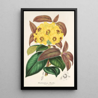 Rhododendron Boothii - Charles Antoine Lemaire — framed artwork on a wall