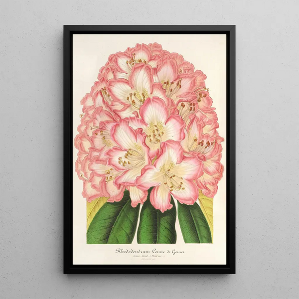 Reproduction of the painting Rhododendron Count de Gomer - Charles Antoine Lemaire