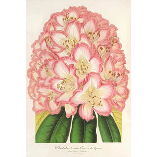 Reproduction of the painting Rhododendron Count de Gomer - Charles Antoine Lemaire