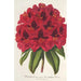Rhododendron Duc Adolphe de Nassau - Charles Antoine Lemaire — artwork view