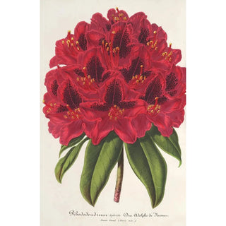 Rhododendron Duc Adolphe de Nassau - Charles Antoine Lemaire — artwork view