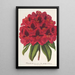 Rhododendron Duc Adolphe de Nassau - Charles Antoine Lemaire — framed artwork on a wall