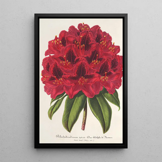 Rhododendron Duc Adolphe de Nassau - Charles Antoine Lemaire — framed artwork on a wall