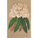 Rhododendron Grand Duc de Bade - Charles Antoine Lemaire — artwork view